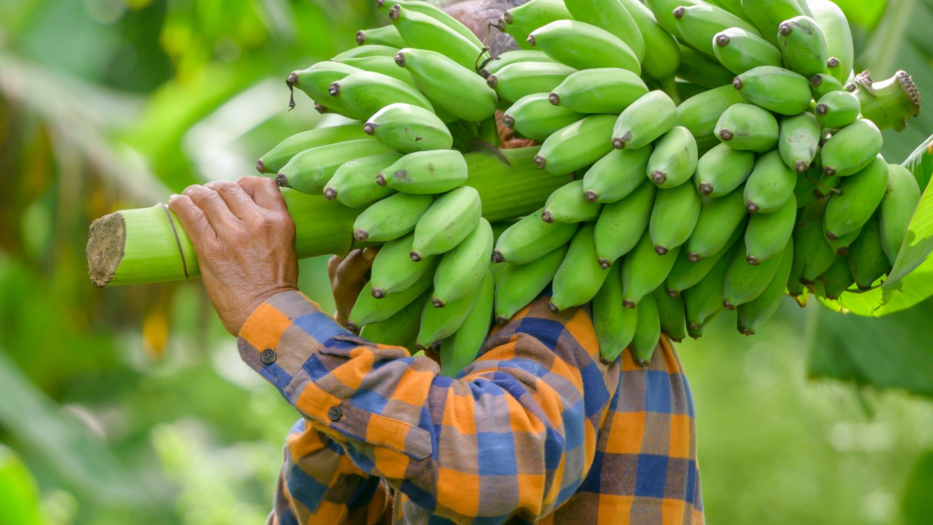 Bananas Can’t Reproduce! Time To Get Ready Ministries